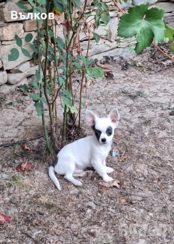 Чихуахуа Бяло със синьо