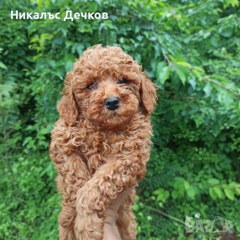 Чистокръвни червени той пуделчета - родословни, шампионска кръв., снимка 1 - Пудели - 46042561