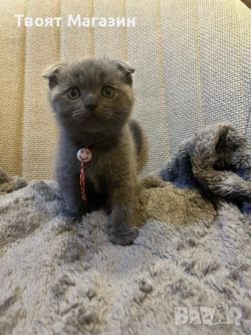 Сиво британско-шотландско момиче – социализирано и игриво, снимка 5 - Други - 54029377