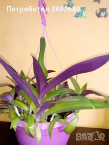 Традесканция рео, кротон,христов венец и други цветя/бамбук/цени в описанието , снимка 11 - Стайни растения - 50184776