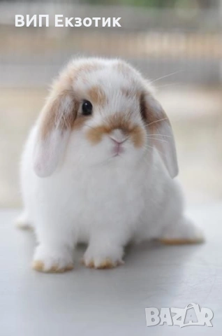 ПРОДАВА МИНИ ЗАЙЧЕТА, снимка 2 - Декоративни зайчета - 13246306