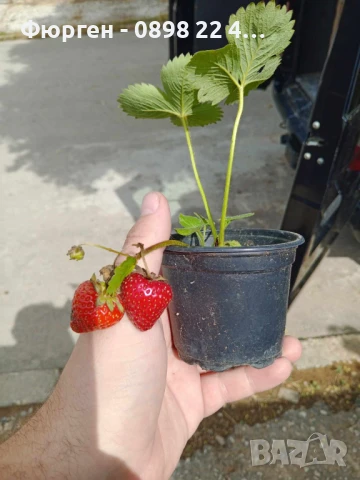 Разсад Ягода - Налични 24 сорта , снимка 16 - Разсади - 34870259