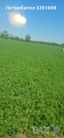 Свободни малки бали люцерна втори откос
