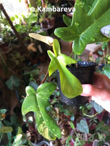 Philodendron Florida Beauty , снимка 6 - Стайни растения - 46800409