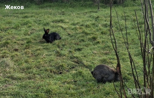 Продават се зайци, снимка 7 - Други - 53635287