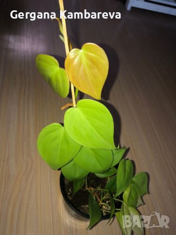 Philodendron hederaceum Lemon Lime , снимка 1 - Стайни растения - 46117241