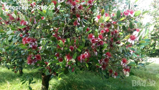 Фейхоа , Ананасова Гуава - Йодно дърно, снимка 2 - Разсади - 36743883