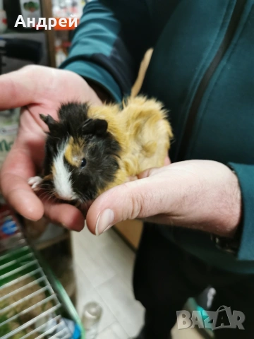 Морски свинчета отново налични