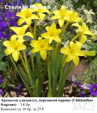 Ароматен хлидантус, перуански нарцис (Chlidanthus fragrans) – луковици