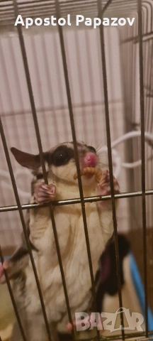 летяща катерица, снимка 5 - Други животни - 53630282