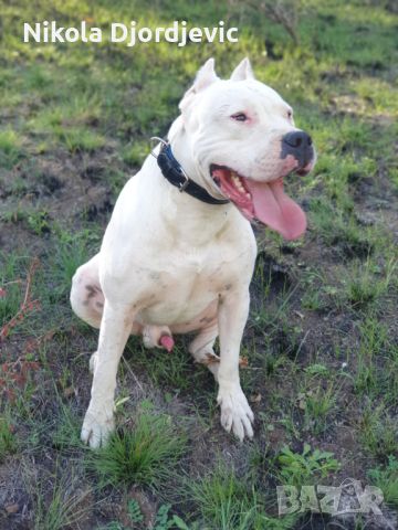 Dogo Argentino štenci, снимка 10 - Други - 46280926