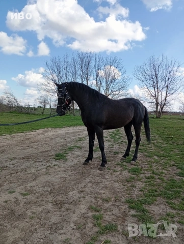 конче, снимка 2 - Коне - 54160325