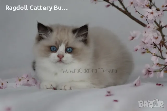 Ragdoll расови котенца с родословие ,Регдол ,Рагдол, снимка 11 - Други - 47264926