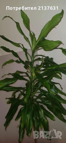 ДРАЦЕНА ФРАГРАНС , снимка 2 - Стайни растения - 51774691