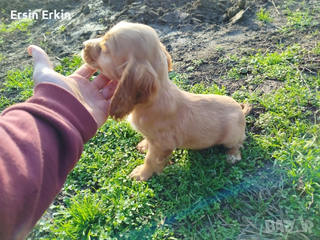 кокер шпаньол 