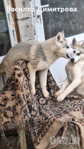 продавам сибирски хъскита и аляски маламут на 3 месеца , снимка 5 - Хъски - 54158603