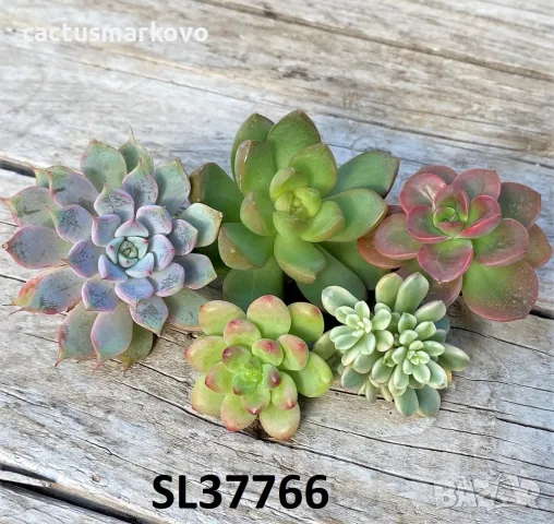 Succulents mix, 5бр. резника, снимка 5 - Стайни растения - 48248997