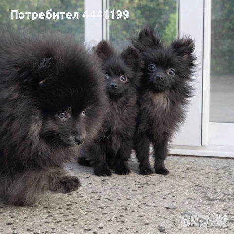 Свободни померанчета!, снимка 3 - Померан - 53659504