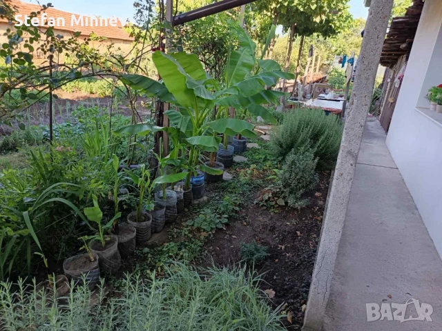 банан муса баджо студоустойчив, снимка 2 - Градински цветя и растения - 51067187