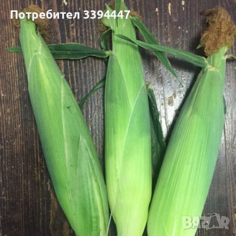 сладка млечна царевица сорт Ерика , снимка 2 - Домашни продукти - 46642523