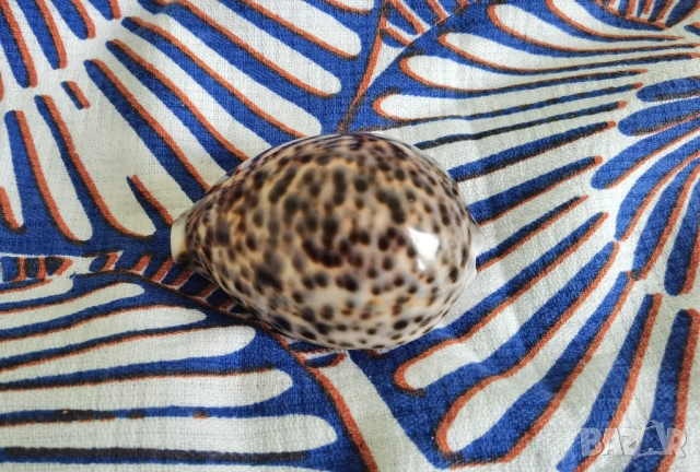 Фитнес лента с инструкции на нея и раковина за масажи, снимка 5 - Фитнес уреди - 54213691