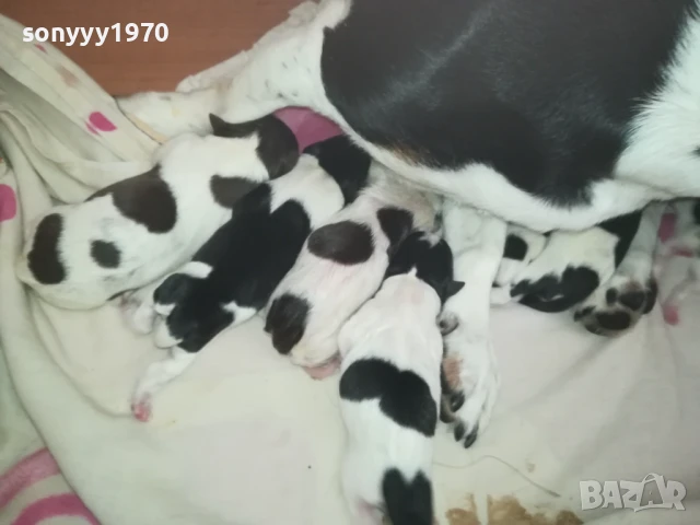 ДЖАК РЪСЕЛ БЕБЕТА 1408250720, снимка 6 - Джак ръсел териер - 51360990