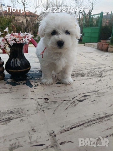 Малтипу , снимка 2 - Пудели - 53770172