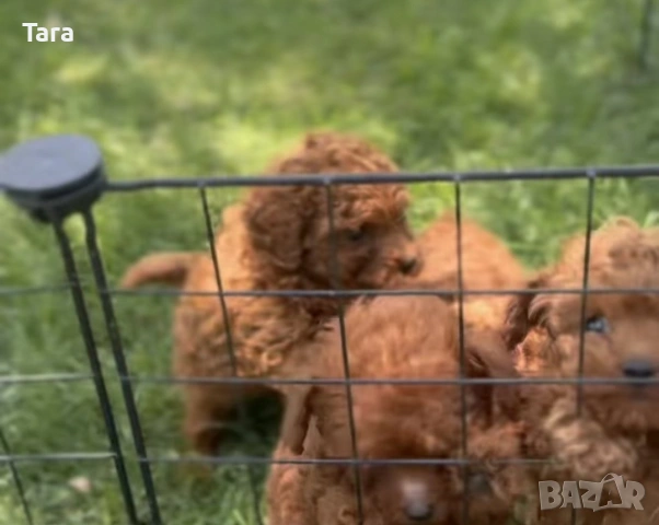 Малки пуделчета той, снимка 3 - Пудели - 53853859