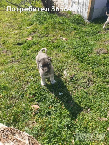 Породисти КАНГАЛИ., снимка 17 - Кангал - 53622874