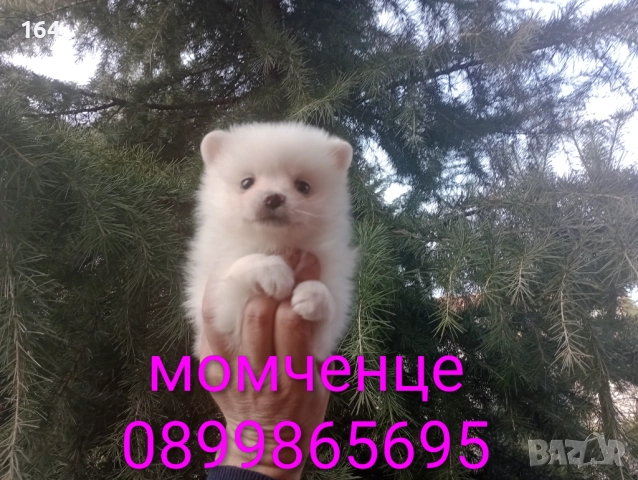 Бели мъжки и женски Померани. Реални снимки от 02.01.26 г. 