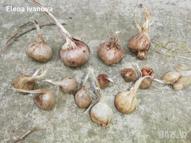 Натурални луковици / нишки от домашно виреeщ шафран (Crocus sativus) – Българска продукция“, снимка 2 - Градински цветя и растения - 52109625