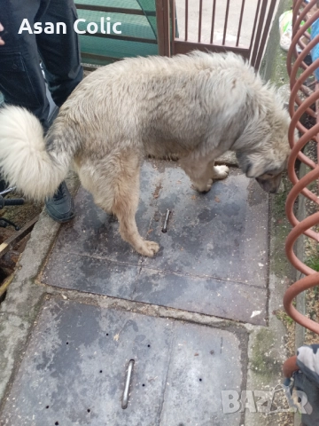 Продавам Шарпланинец 