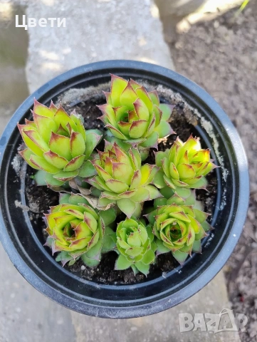 Продавам семпервивум