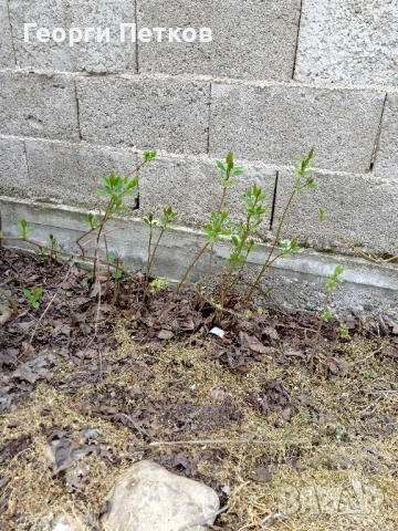 Люляк - 4 €./ бр., снимка 8 - Градински цветя и растения - 54299059