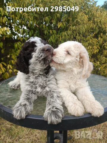 Лагото романьоло , снимка 1