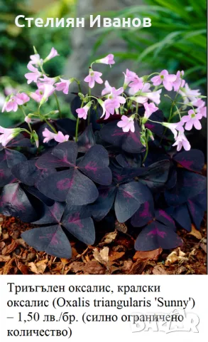 Триъгълен оксалис, кралски оксалис (Oxalis triangularis) - сортове, снимка 7 - Стайни растения - 49319030