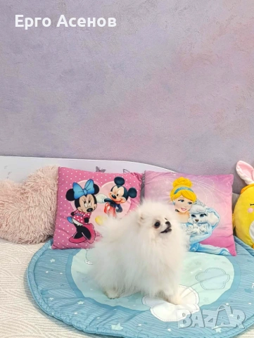 Мини померан на три месеца, снимка 5 - Померан - 53697310