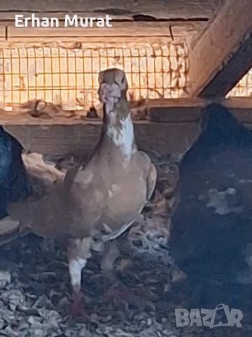 gılıbi, снимка 5 - Гълъби - 51081727