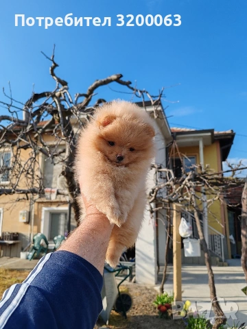Померан мъжки и женски , снимка 8 - Померан - 53950897