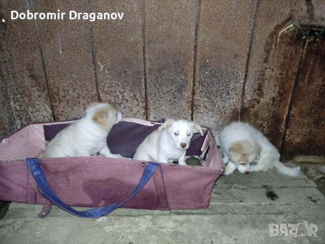 кученца търсят двукраки приятели - подаряват се, снимка 4 - Други - 52184528