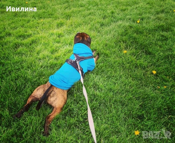 Дреха за голямо куче, снимка 3 - За кучета - 53745903
