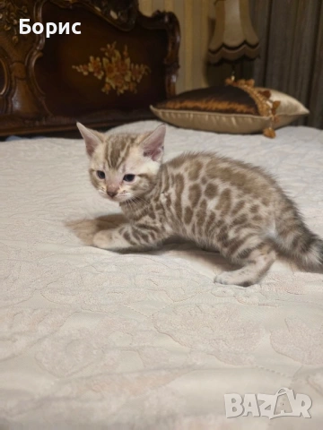 Бенгалско коте, снимка 11 - Бенгалски - 40146006