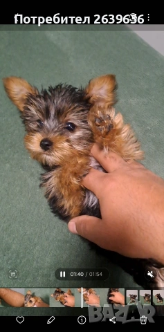 Мини йорки женско 2 месеца, снимка 9 - Йоркширски териер - 53147808