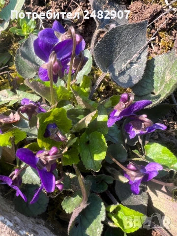 Горска теменужка - корен