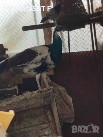 Бял Арлека с бяла женска, снимка 2 - други­ - 53351696