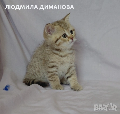 Шотландски мъжки. , снимка 9 - Британска късокосместа - 53587525