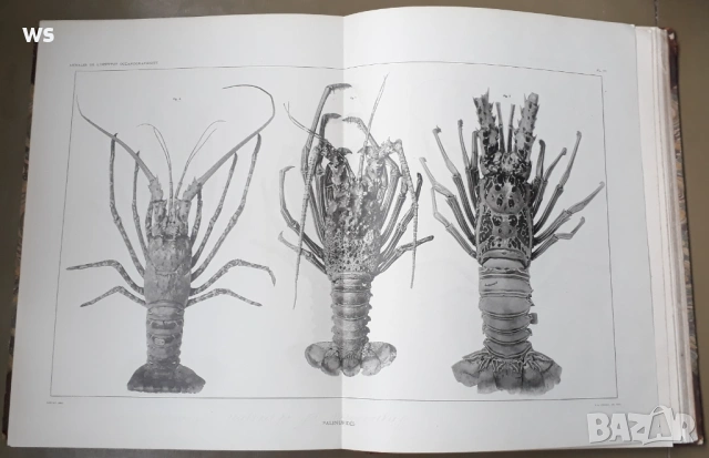 Антикварна книга - Океанография, снимка 5 - Колекции - 48922554