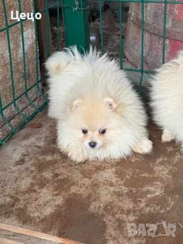 Момиче померан, снимка 3 - Померан - 53280253