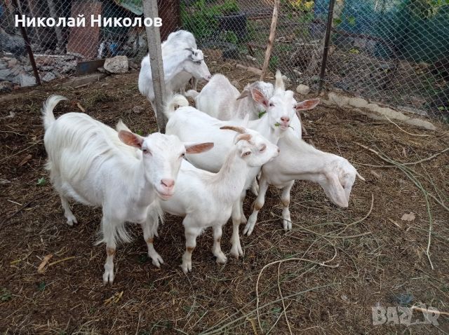 Продавам добре гледани ярета, снимка 5 - Кози - 46742684