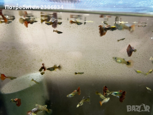 Подарявам Гупи, снимка 2 - Рибки - 52991632